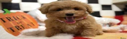 Poochon dogs for sale: Stunning litter of poochons ready now - Advert 16