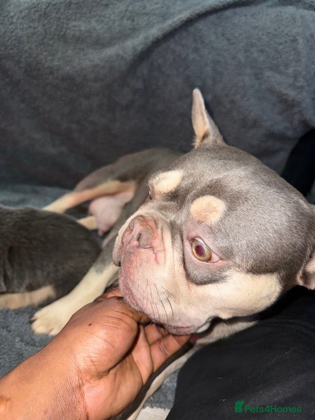 French Bulldog dogs for sale: Lilac & tan fluffies/ **  - Advert 7