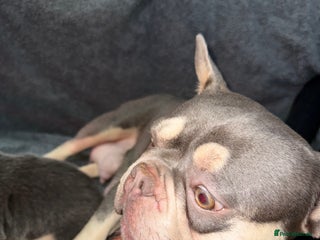 French Bulldog dogs French bulldog - Advert 8