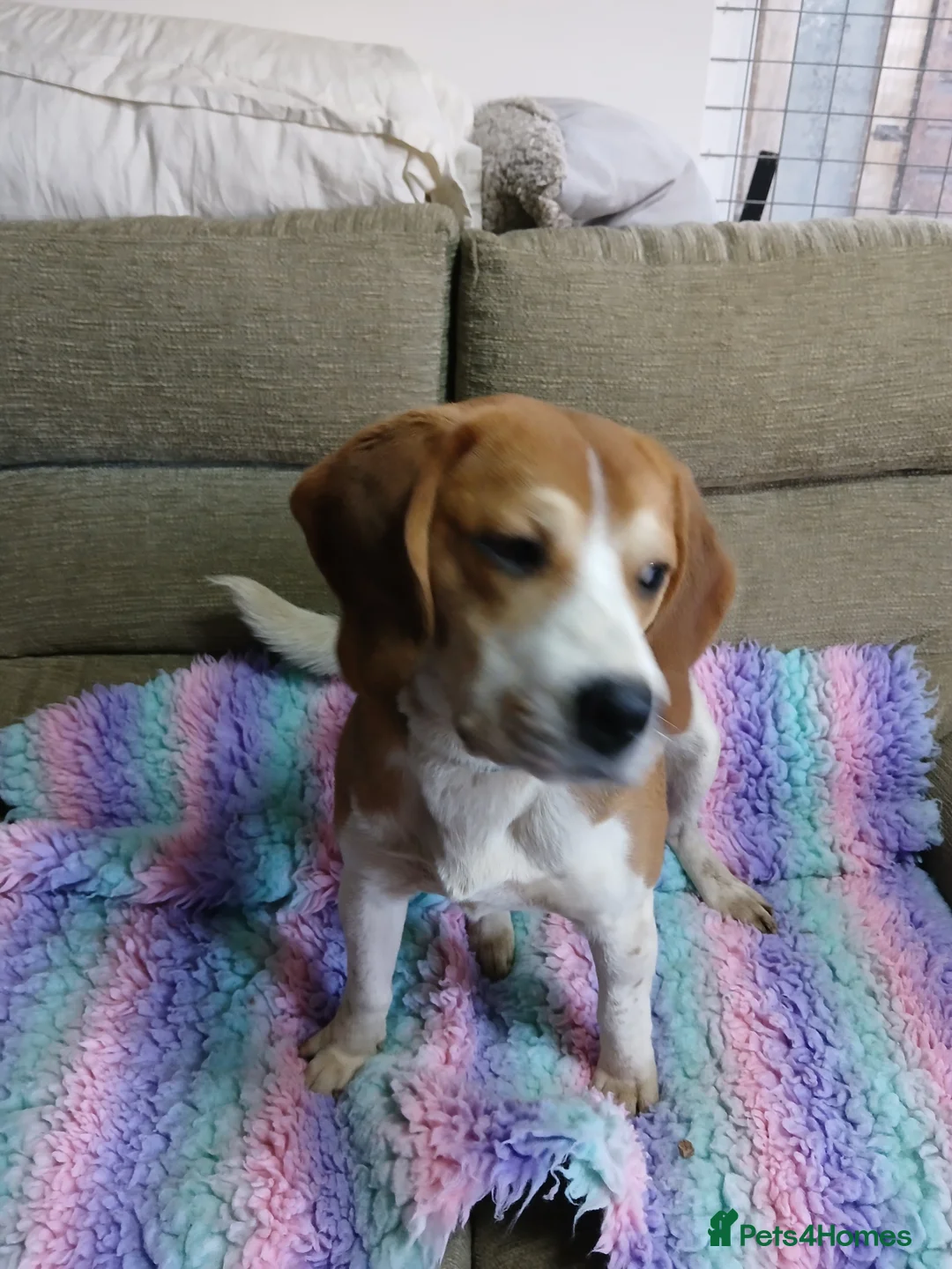 Beagle dogs for sale: Beagle Male looking for an active home - Advert 5
