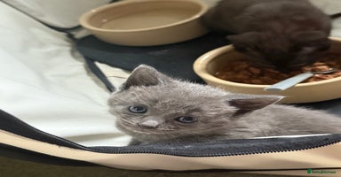 Mixed Breed cats - Advert 15