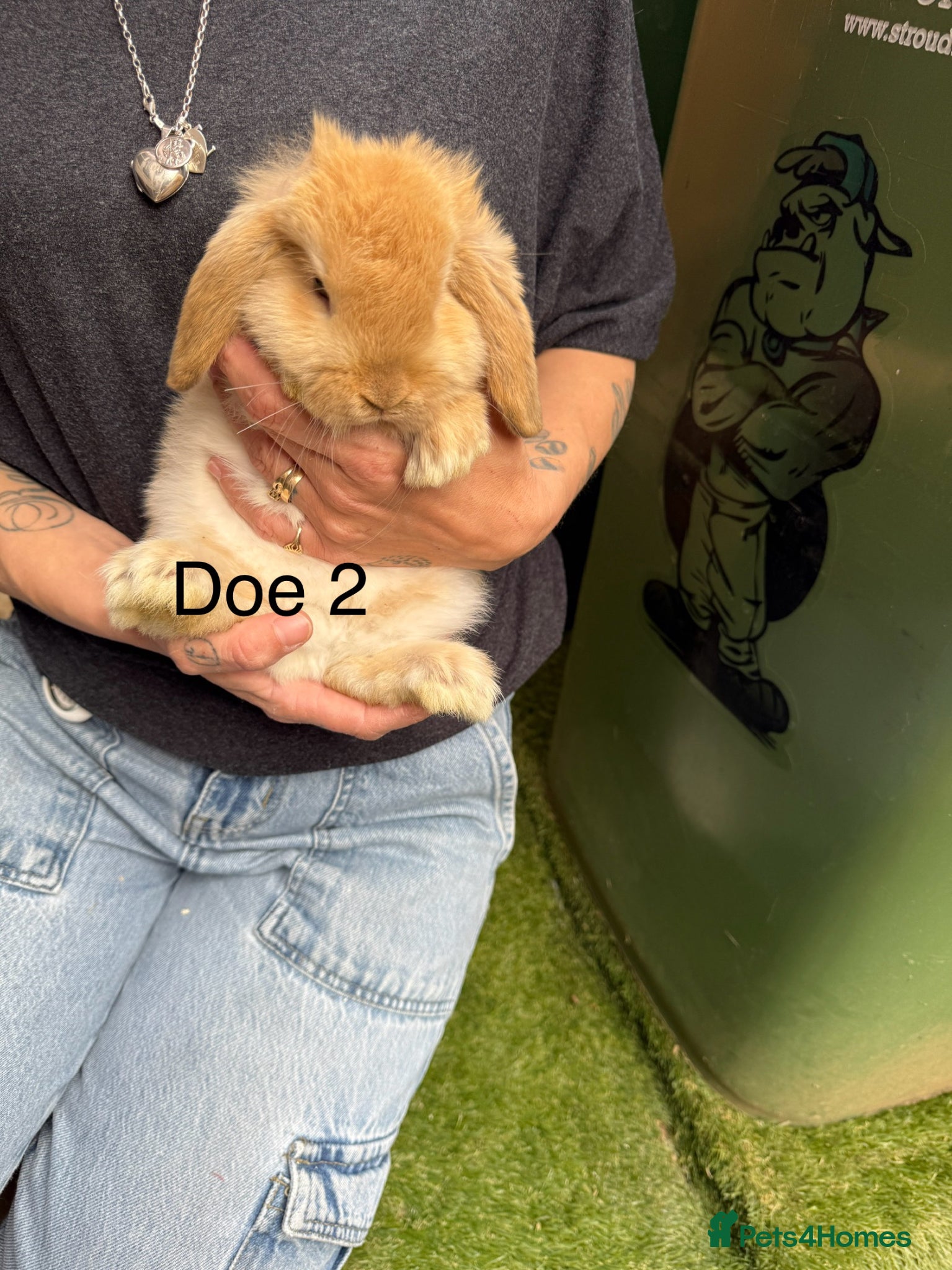 Mini Lop rabbits Gorgeous baby mini lops  - Advert 1