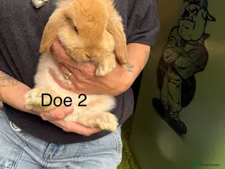 Mini Lop rabbits for sale: Gorgeous baby mini lops - Advert 2