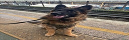 German Shepherd dogs for sale: ASAP Rehoming Male One-Year old German Shepherd - Advert 1