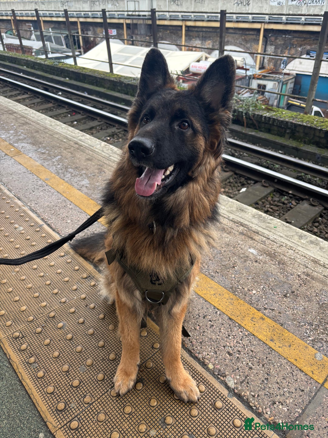 German Shepherd dogs for sale: ASAP Rehoming Male One-Year old German Shepherd - Advert 1