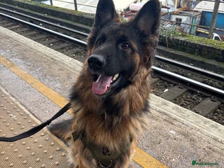 German Shepherd dogs ASAP Rehoming Male One-Year old German Shepherd - Advert 14