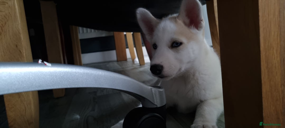 Siberian Husky dogs for sale: Husky puppies - Image 23