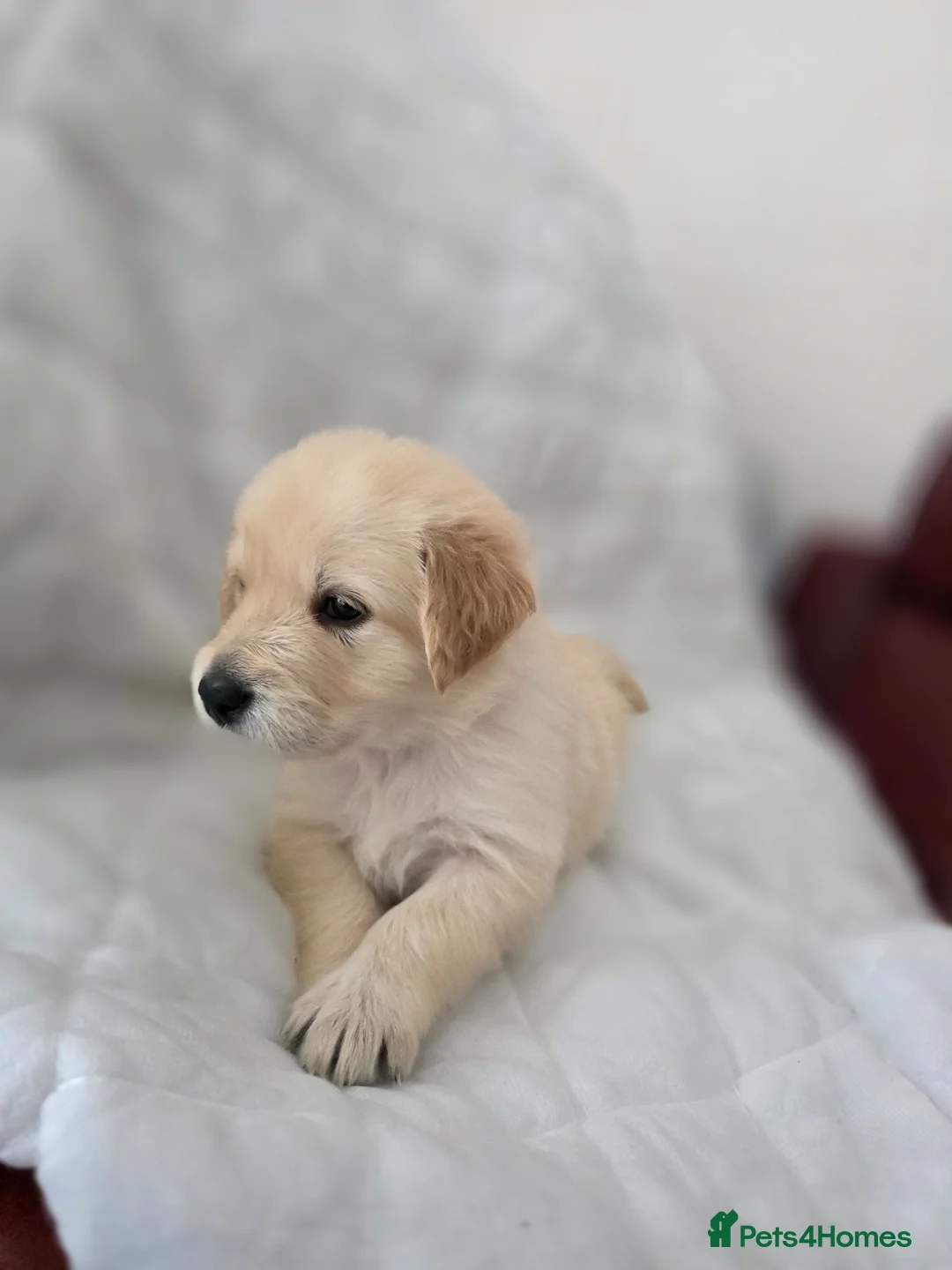 Golden Retriever dogs for sale: Golden retriever puppies in Cumnock - Advert 1