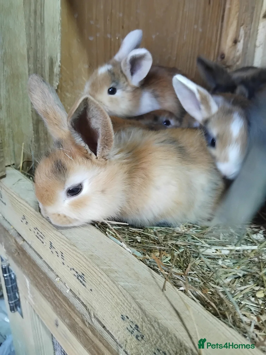 Dwarf Lop rabbits for sale: Baby lops - Advert 2