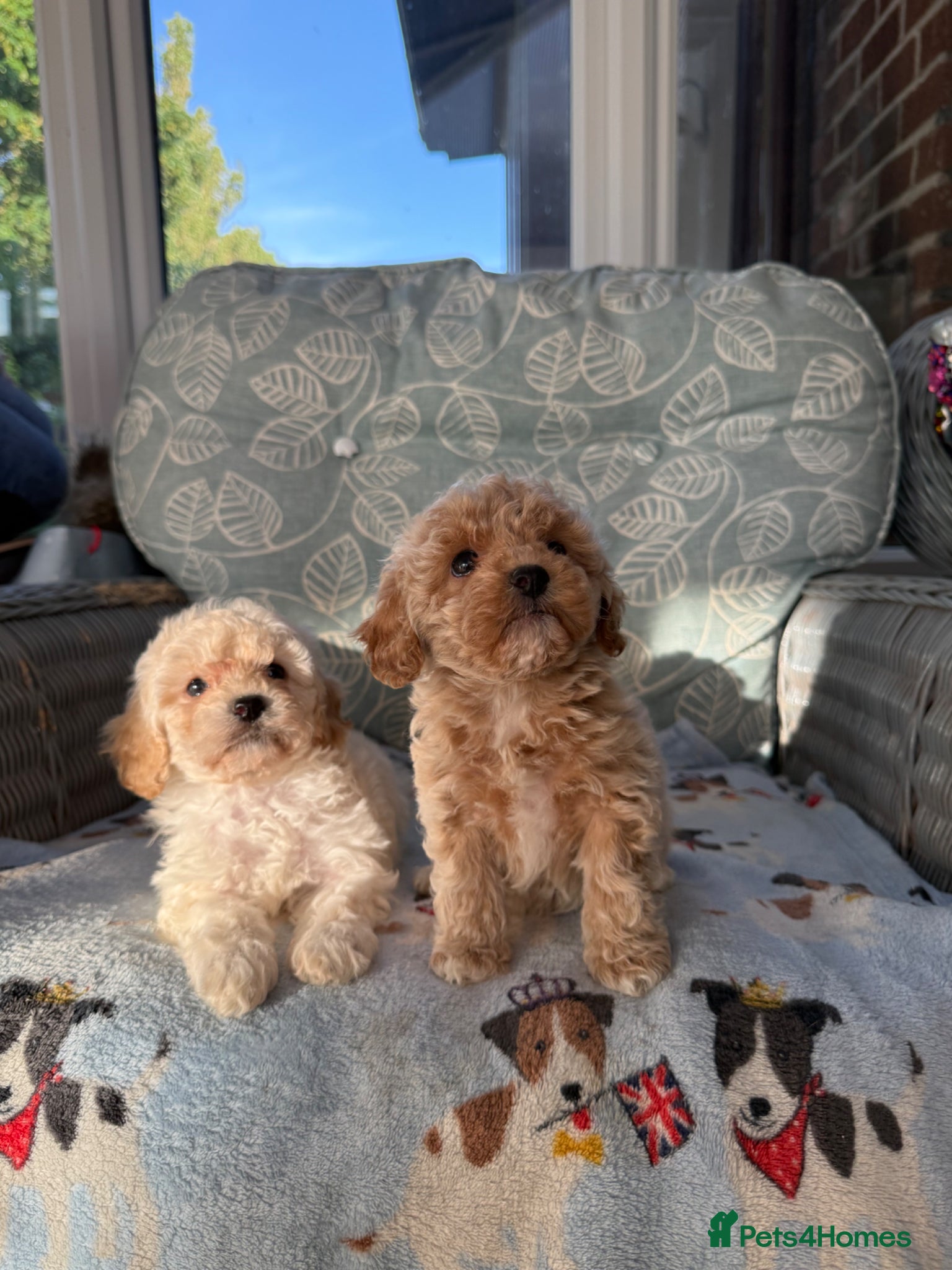 Cavachon dogs Beautiful F1B Cavapoochons  - Advert 1