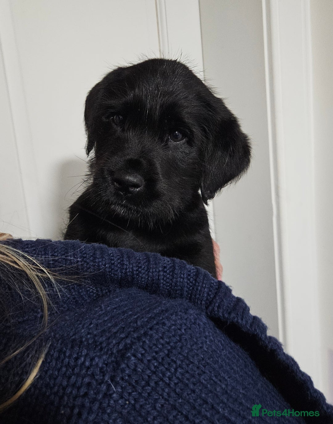 Labrador Retriever dogs for sale: Black labrador x gwp puppies working or pet homes - Advert 2