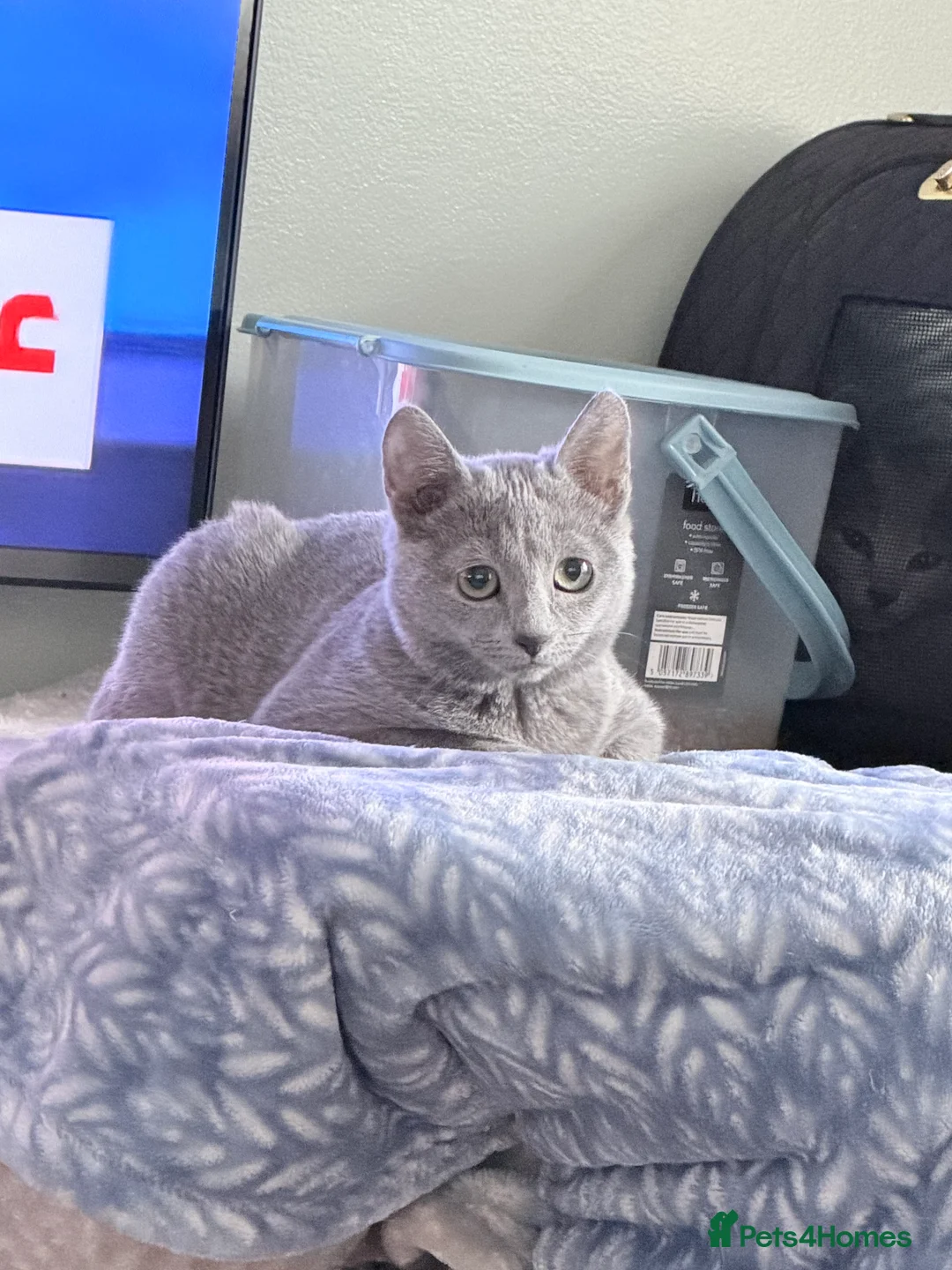 Russian Blue cats for sale: Adorable tica registered Russian blue kitten - Advert 2