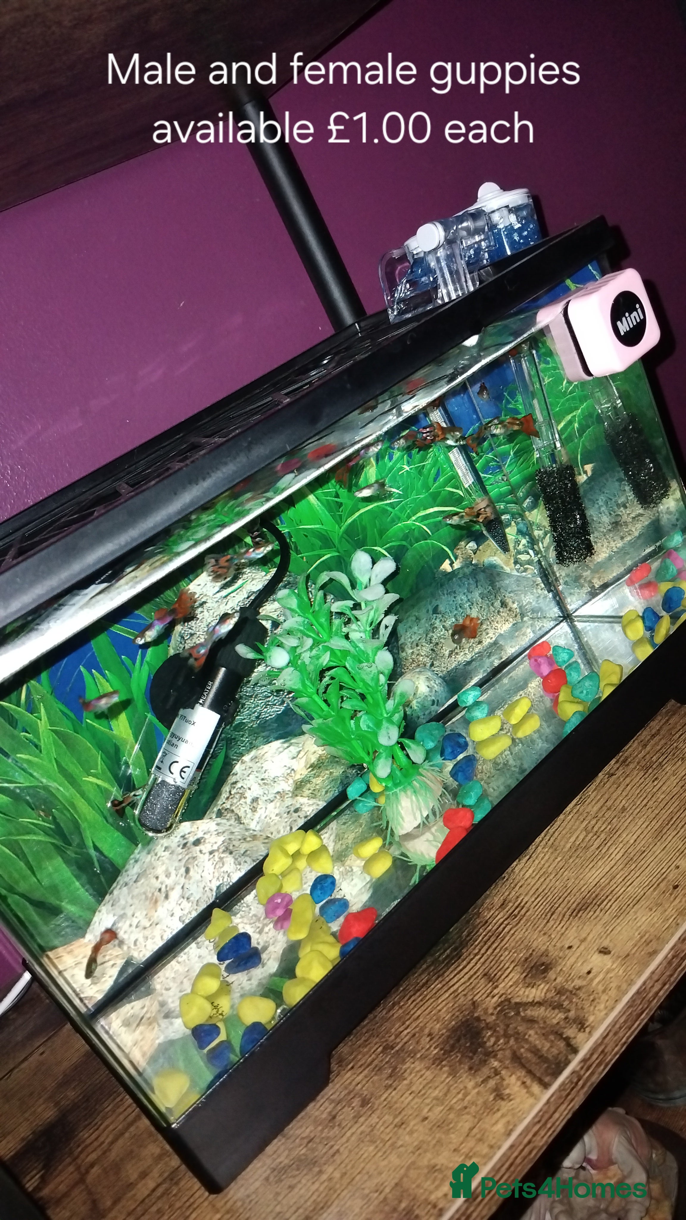 Live Bearers fish Guppies  - Advert 2