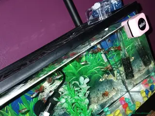 Live Bearers fish Guppies - Advert 16