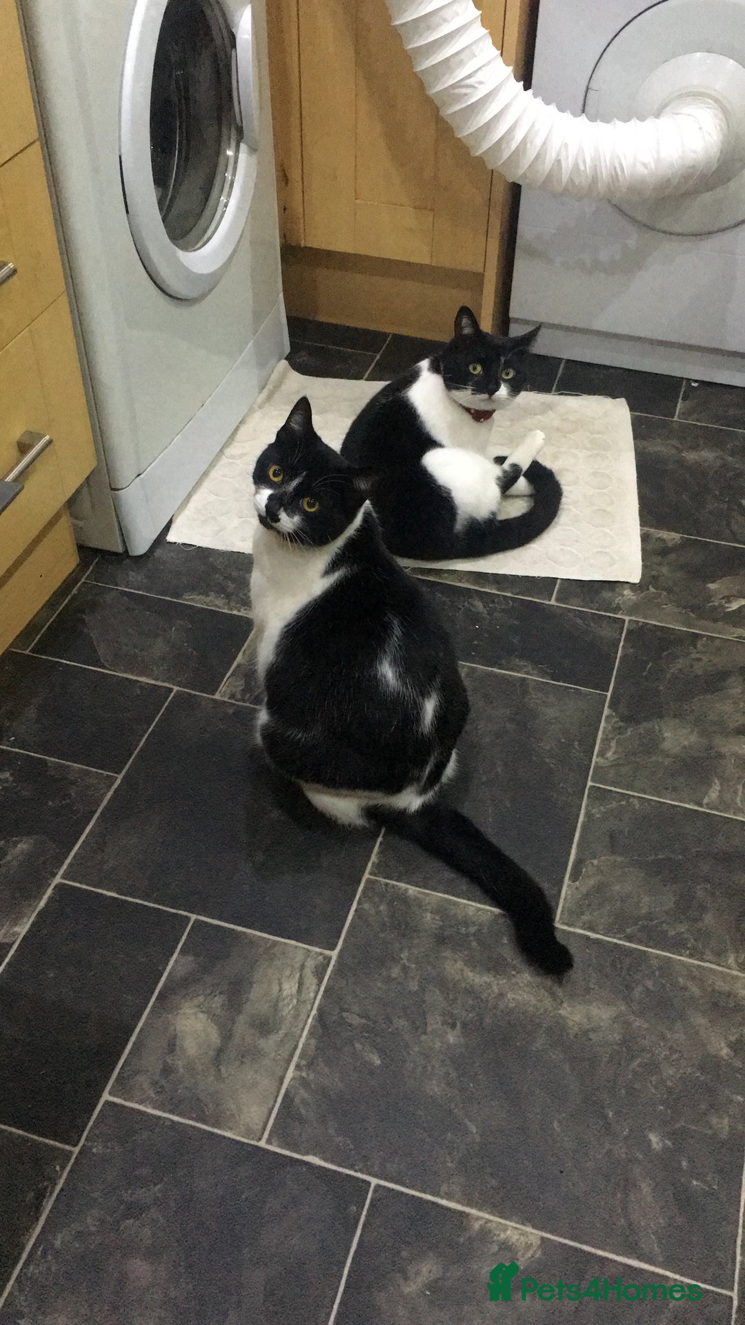 Domestic Shorthair cats for sale: 2 black & white sisters  - Advert 2