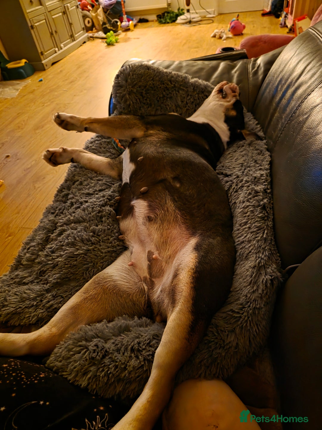 Olde English Bulldogge dogs for sale: Olde Tyme English Bulldog looking for forever home - Advert 3