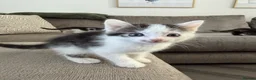 Mixed Breed cats for sale:  half ragdoll kittens for sale 2 male  in Glasgow - Advert 10