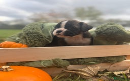 Boxer dogs for sale: ASTONISHING KC REGISTERED BOXER PUPPIES!  - Image 7