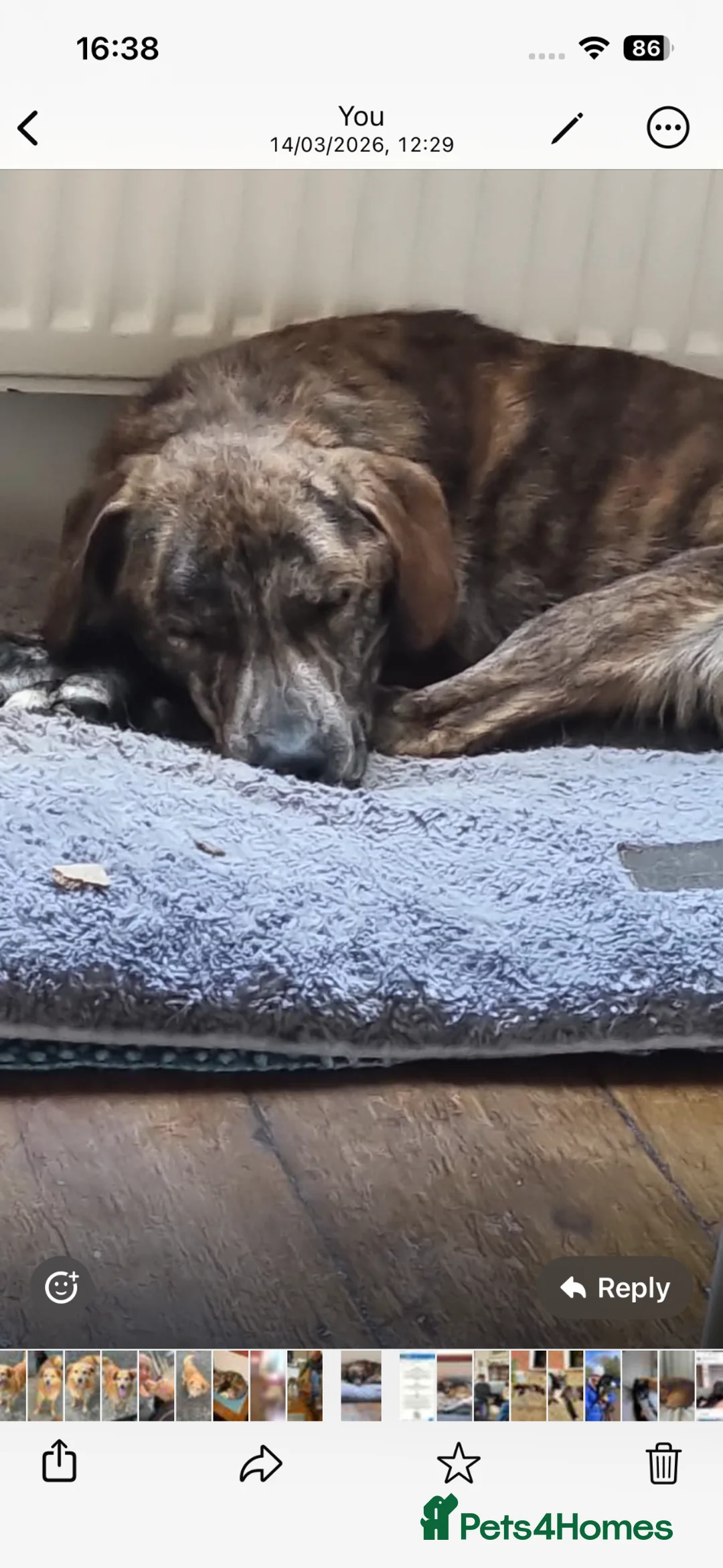 Mixed Breed dogs for adoption: Gentle Ivan needs a forever home - Advert 2