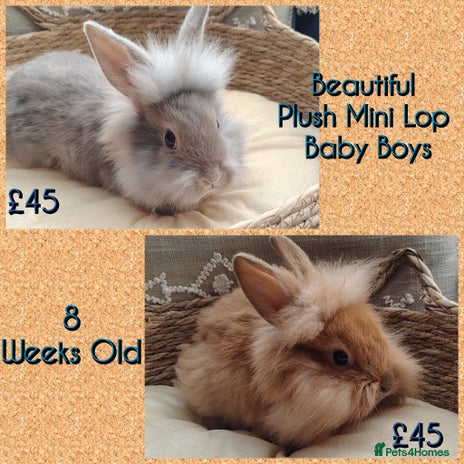 Mini Lop rabbits - Advert 5