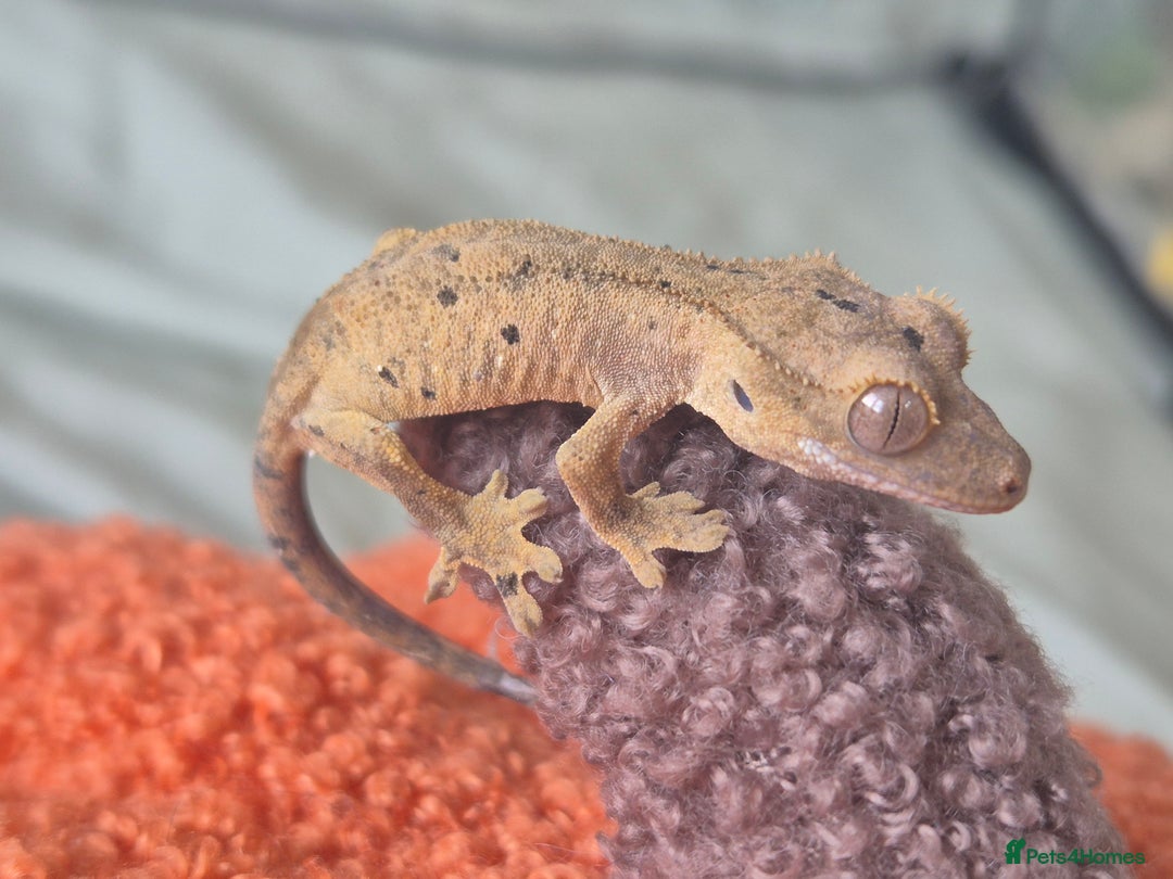 Gecko reptiles for sale: Beautiful Unsexed Crested Geckos ⬇️  - Image 9