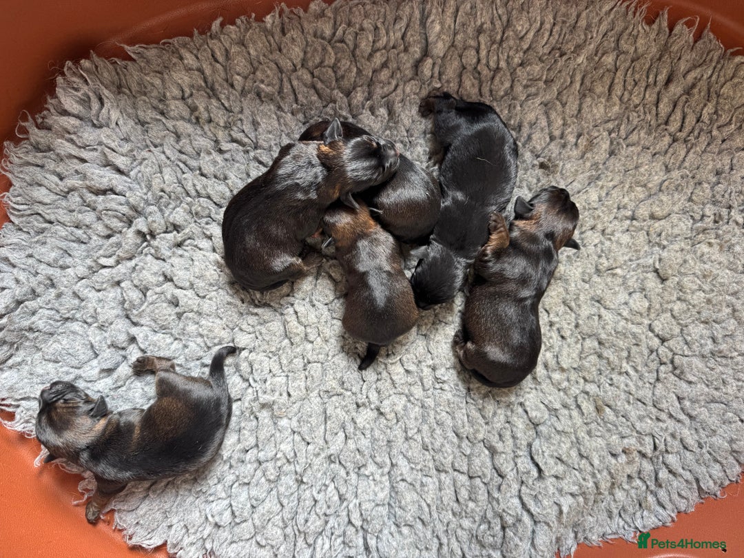 Border Terrier dogs for sale: Outstanding Quality KC Border Terriers  - Image 3
