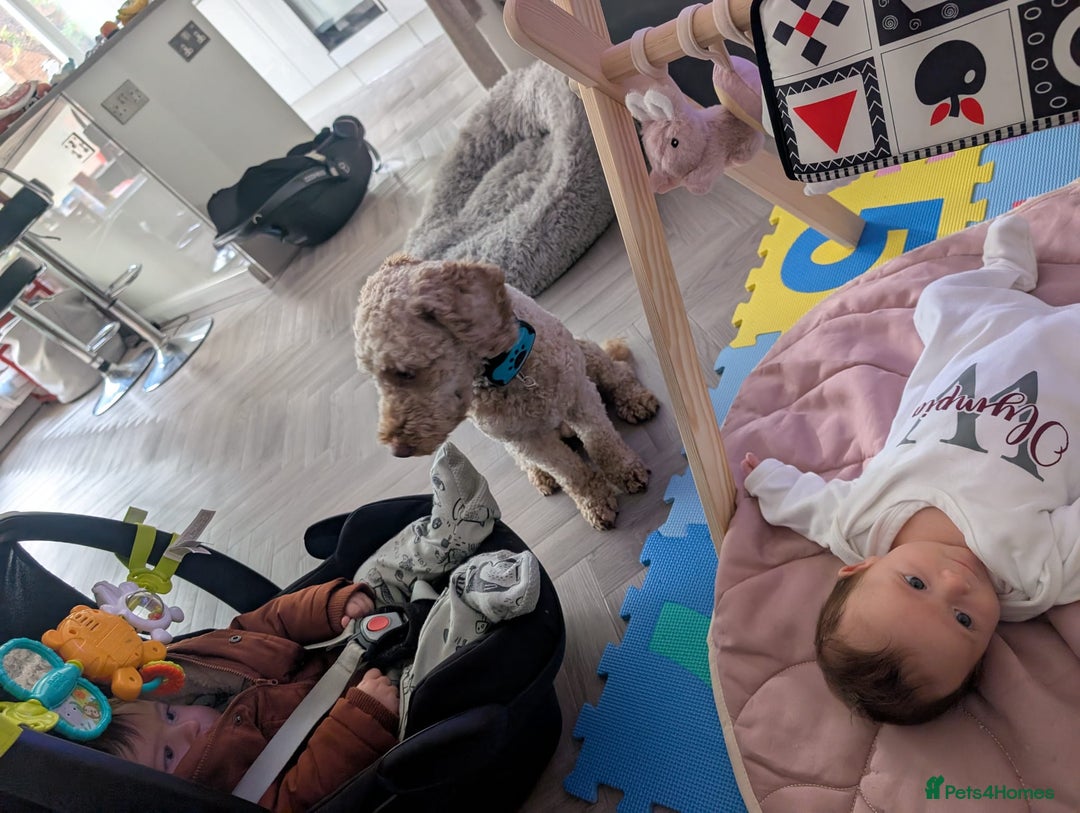 Mixed Breed dogs for sale: Lenny 15 month old toy poodle  - Image 4