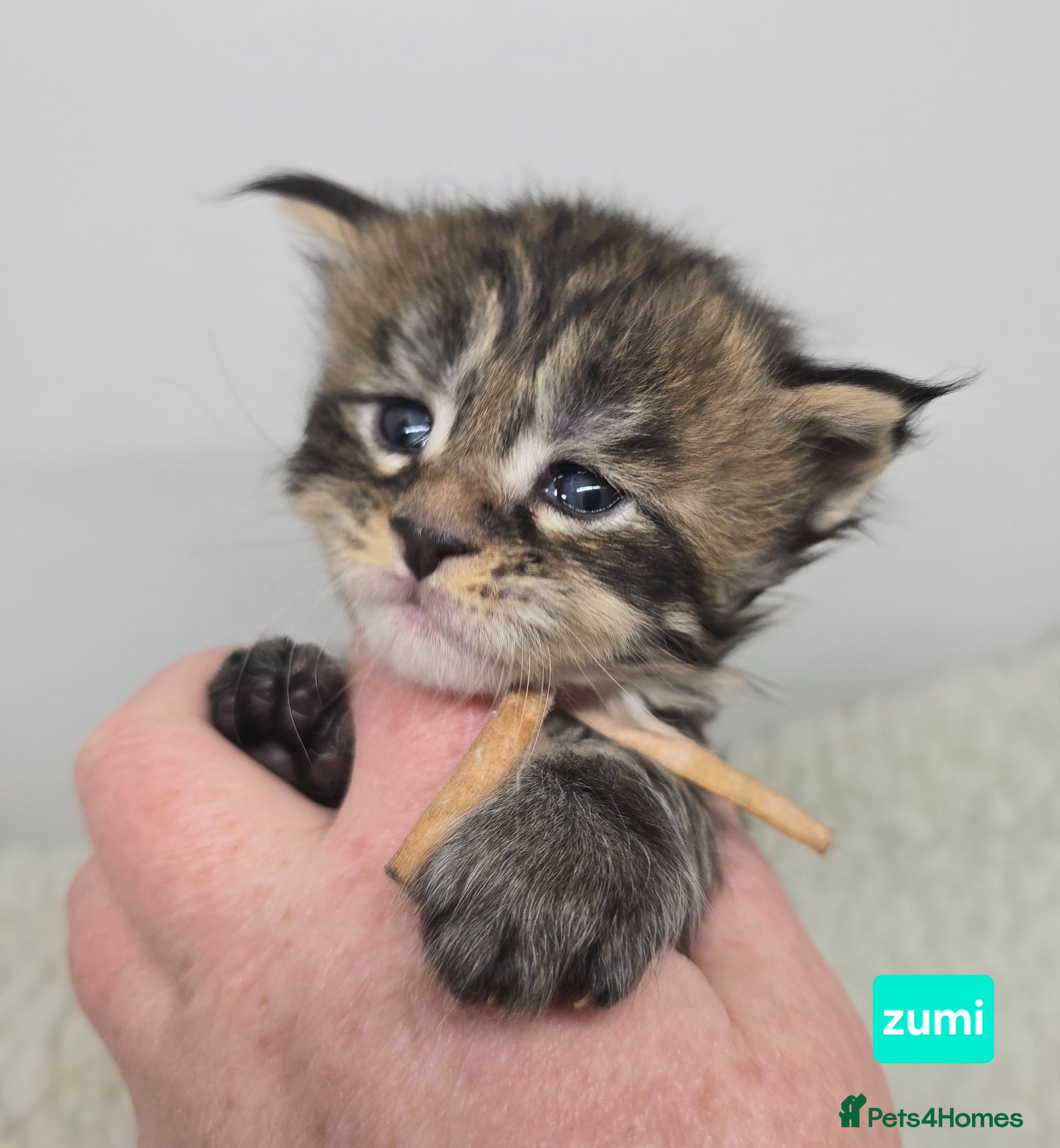 Maine Coon cats Stunning Chunky Registered Maine Coon Kittens - Advert 1