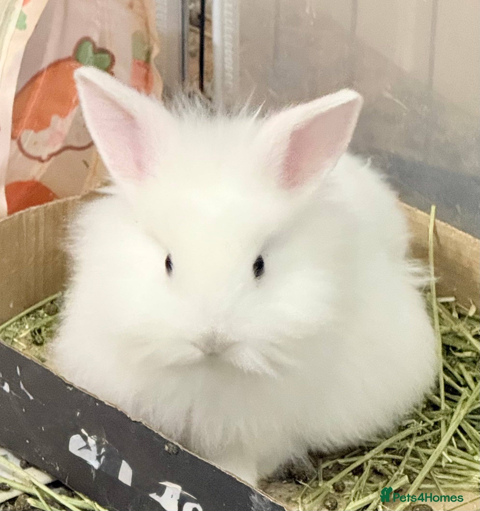 Lionhead rabbits White & Ginger Double Maned Lionhead Babies - Advert 4