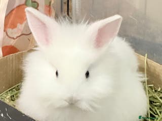 Lionhead rabbits White & Ginger Double Maned Lionhead Babies - Advert 4