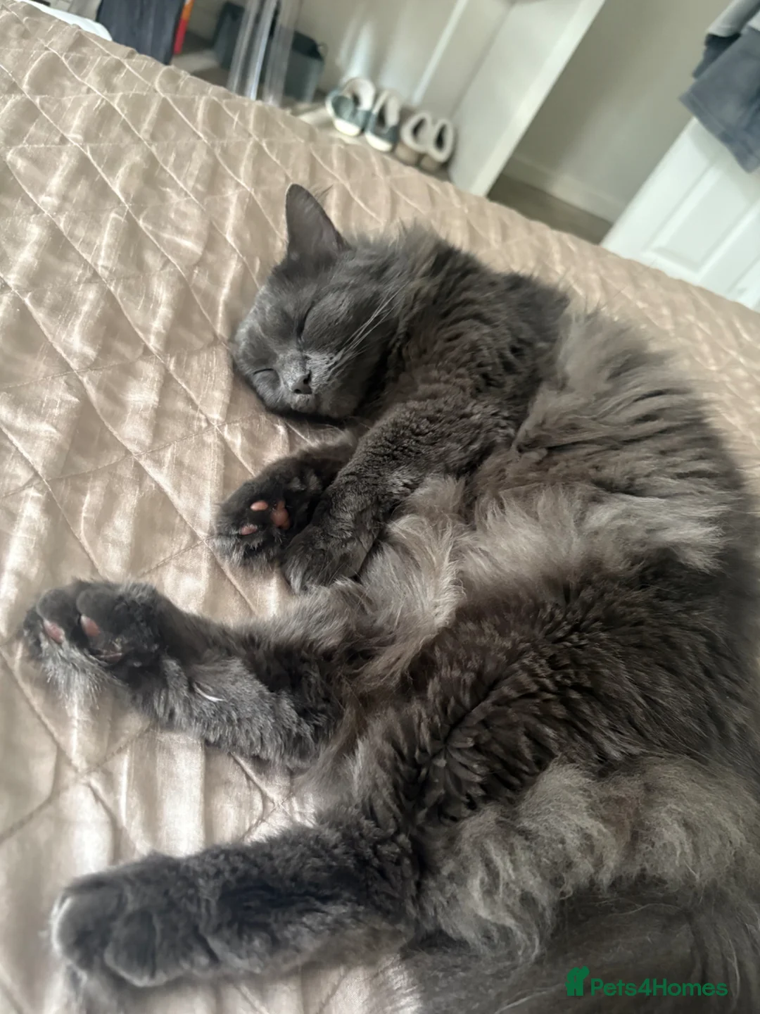 Mixed Breed cats for sale: Willow 3 yrs old Maine coon mix  in Cambridge - Advert 6