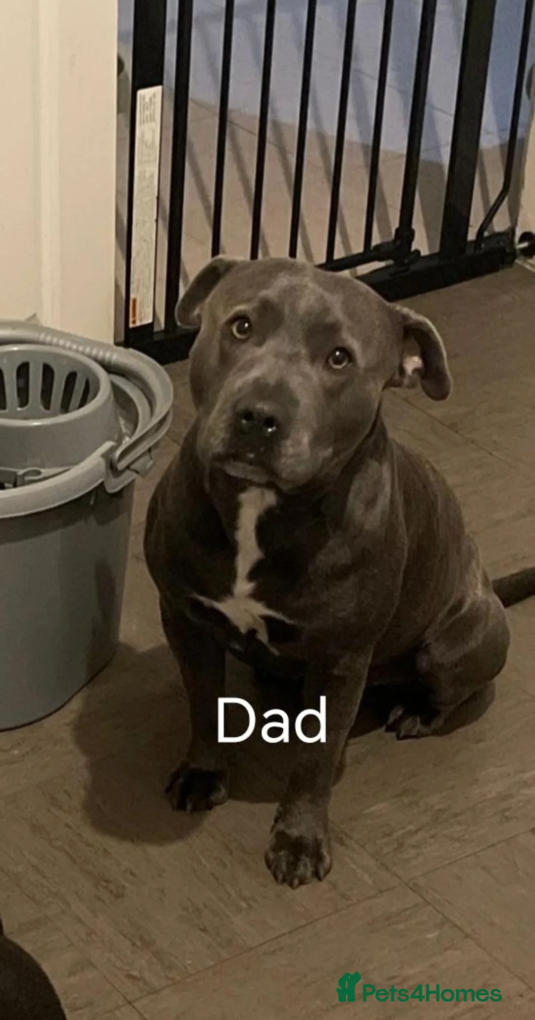 Staffordshire Bull Terrier dogs for sale: Full blue staffy pups - Advert 2