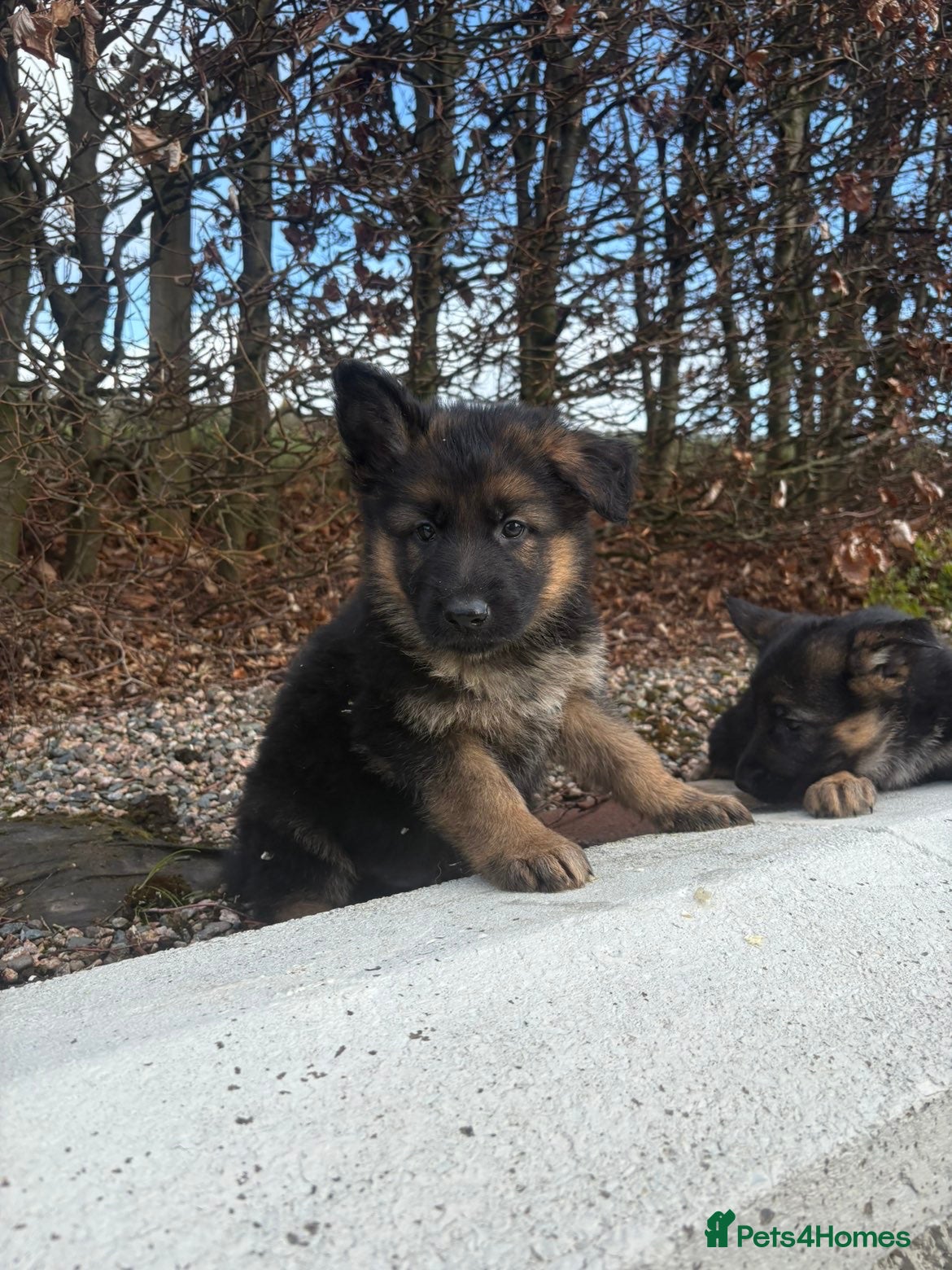 German Shepherd dogs German shepherd  - Advert 8