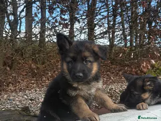 German Shepherd dogs German shepherd - Advert 8