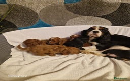 Cavapoo dogs for sale: Fox Red Cavapoo F1 Puppies  - Image 3