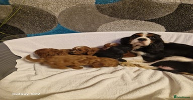 Cavapoo dogs - Advert 4