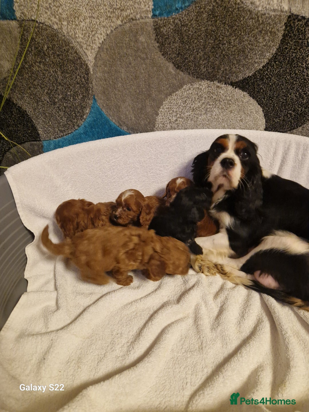 Cavapoo dogs for sale: Fox Red Cavapoo F1 Puppies  - Image 3