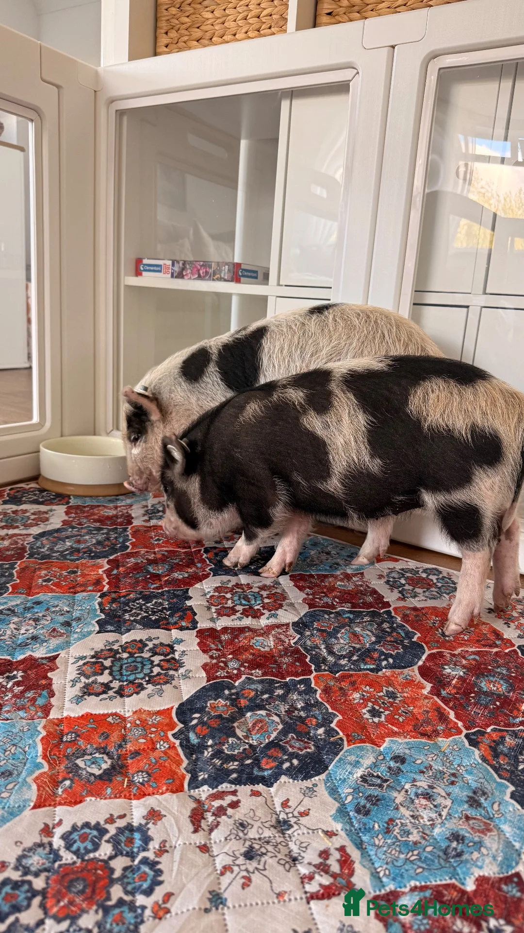 Pig livestock for sale: Two Juliana x breed sisters  - Advert 1