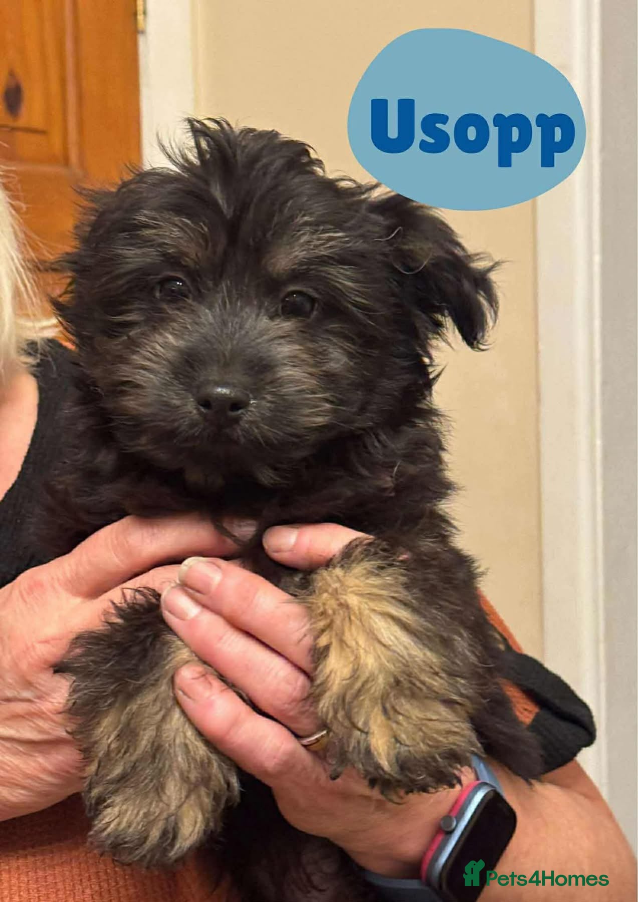 Mixed Breed dogs Usopp - Hingham Norfolk  - Advert 1