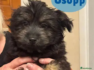 Mixed Breed dogs Usopp - Hingham Norfolk - Advert 1