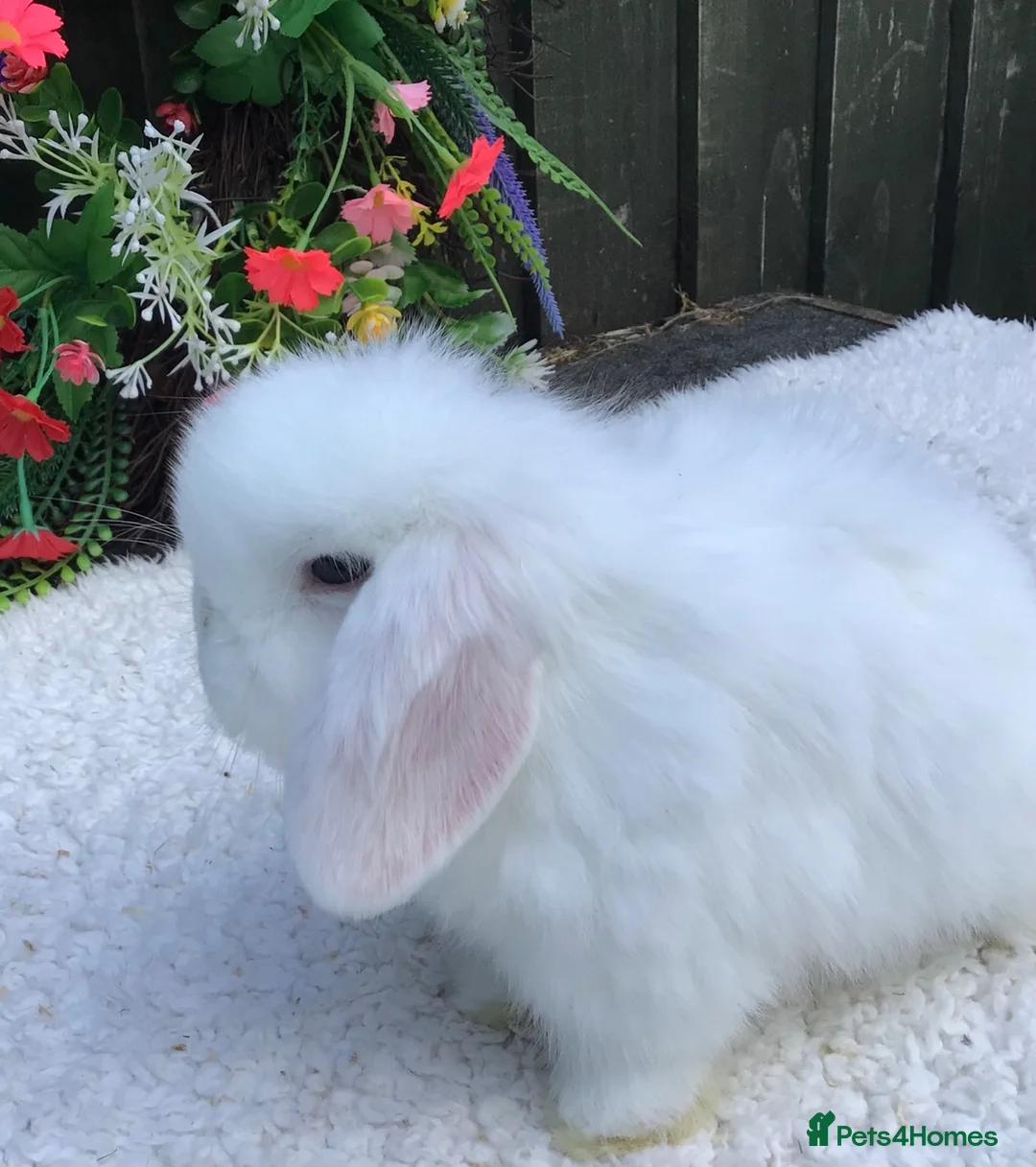 Mini Lop rabbits for sale: Mini lop doe - Advert 5