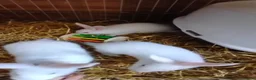 New Zealand rabbits for sale: NewZealand Whites - Advert 4