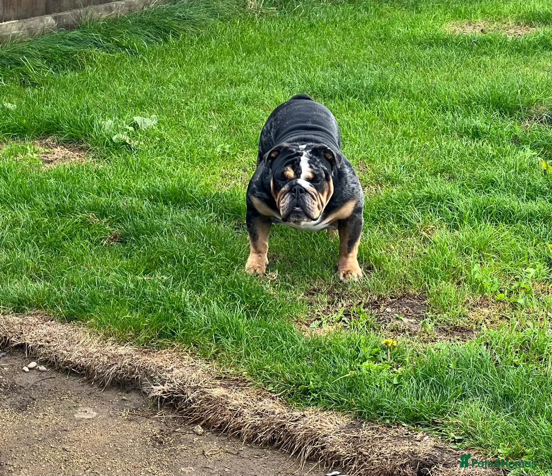 English Bulldog dogs for stud: 👑KING-KOJO👑 - Advert 2