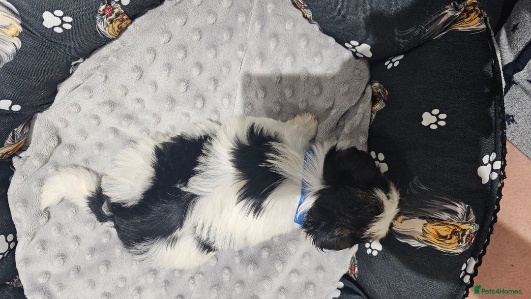 Yorkshire Terrier dogs for sale: 3 boys biewer yorkshire terrier with IHR Pedigree - Advert 13