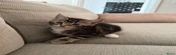 Mixed Breed cats for sale: 9 week old kittens ready to be rehomed  in Leeds - Advert 10