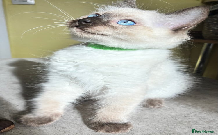 Ragdoll cats - Advert 12