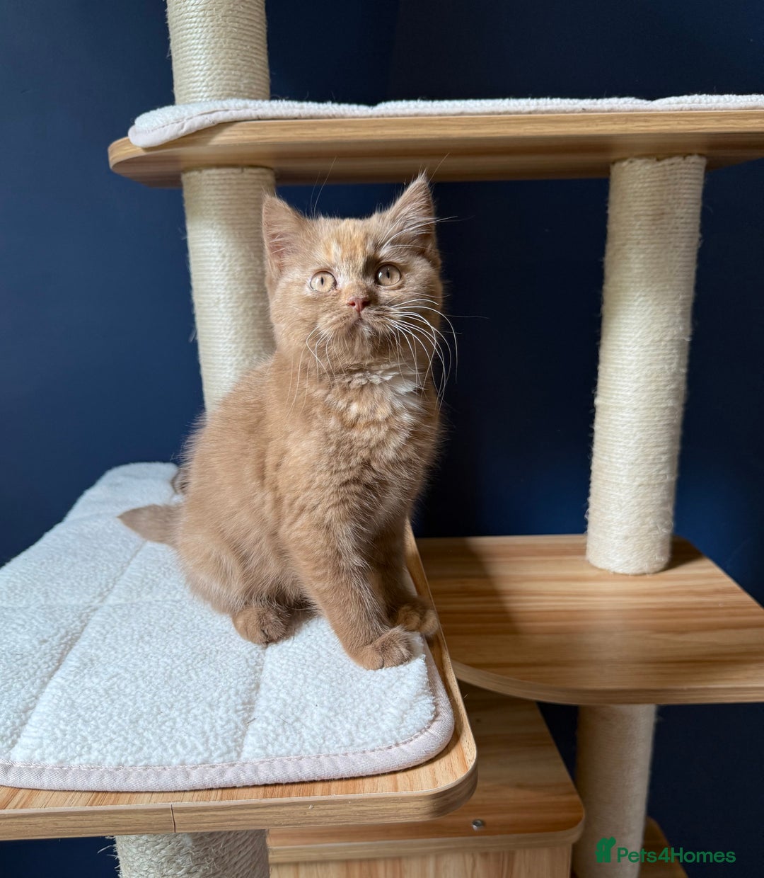 British Shorthair cats for sale: STUNNING FEMALE BRITISH SHORTHAIR KITTEN🧡 - Image 4