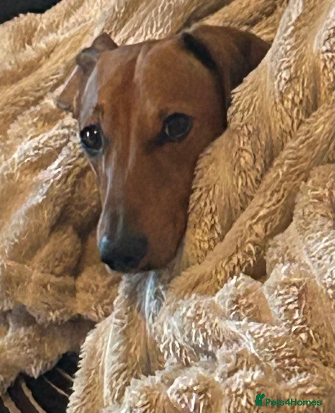 Dachshund dogs for stud: Mini dachshund stud  - Image 4