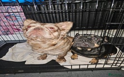 French Bulldog dogs for sale: 3 beautiful French bulldog puppies  - Image 19