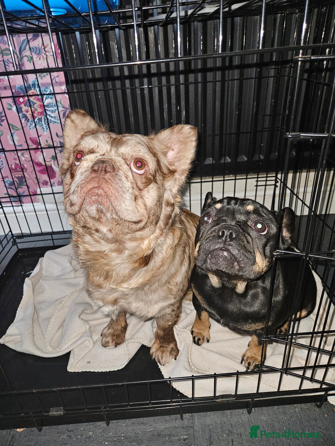 French Bulldog dogs for sale: 3 beautiful French bulldog puppies  - Image 19